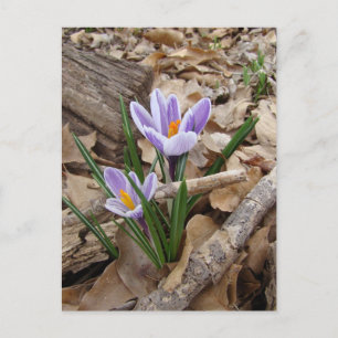 FIRST SPRING FLOWER products Postcard
