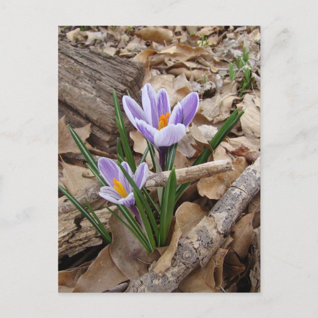 FIRST SPRING FLOWER products Postcard (Front)