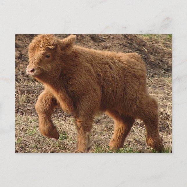 first steps postcard (Front)