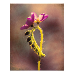 First To Bloom Photo Print