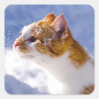 first winter square sticker