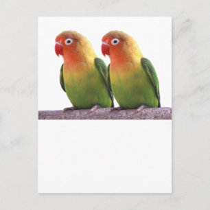 “Fischer's Lovebird” Postcard