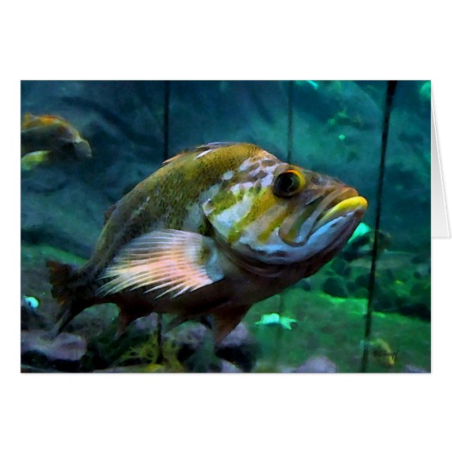 Fish (Front Horizontal)