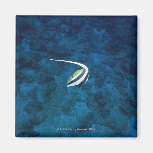 Fish 2 magnet