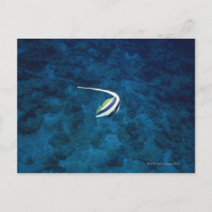 Fish 2 postcard