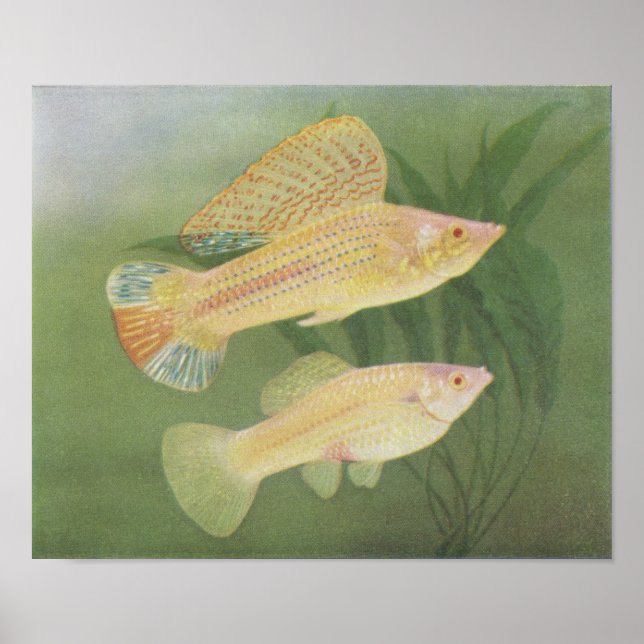 Fish - Albino Mollies - Poecilia latipinna P/folio Poster (Front)