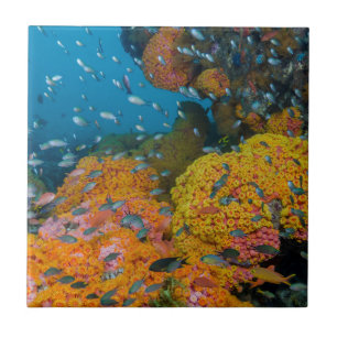 Fish Among Coral Reef Ceramic Tile