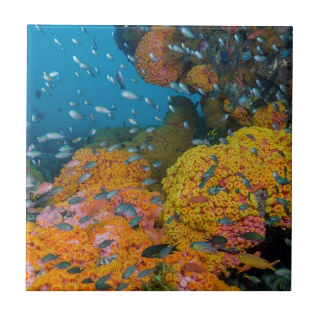 Fish Among Coral Reef Ceramic Tile (Front)