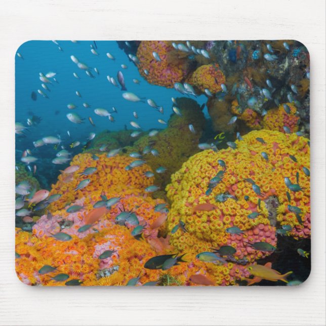 Fish Among Coral Reef Mouse Pad (Front)