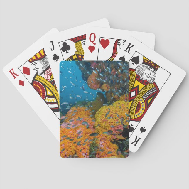 Fish Among Coral Reef Playing Cards (Back)