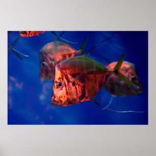 Fish Bathing in Neon Poster