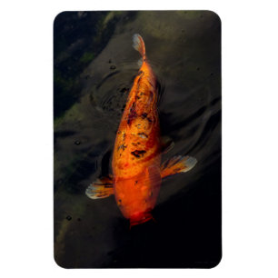 Fish - Big fish little pond Magnet
