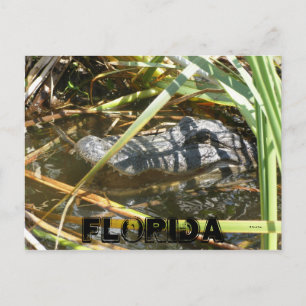 Fish Camp, Florida Postcard