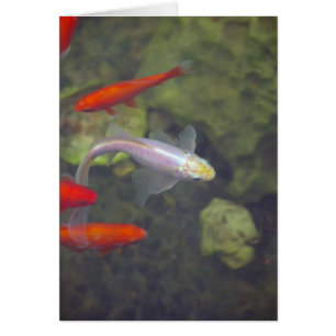Fish Card