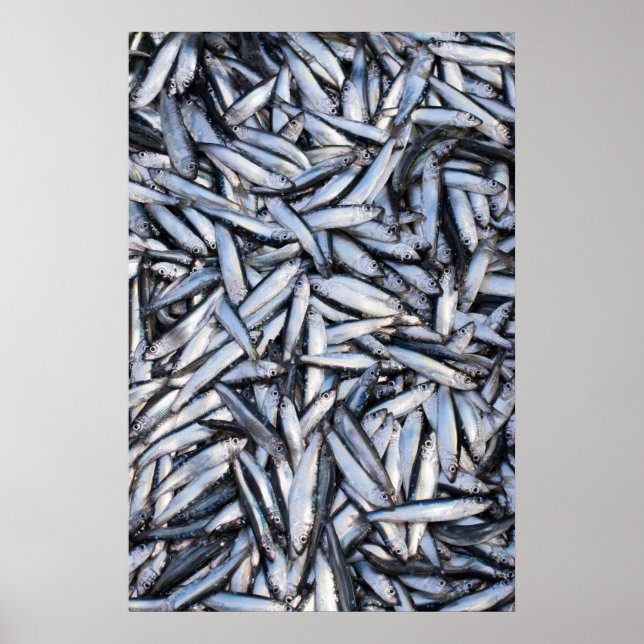 Fish catch poster (Front)