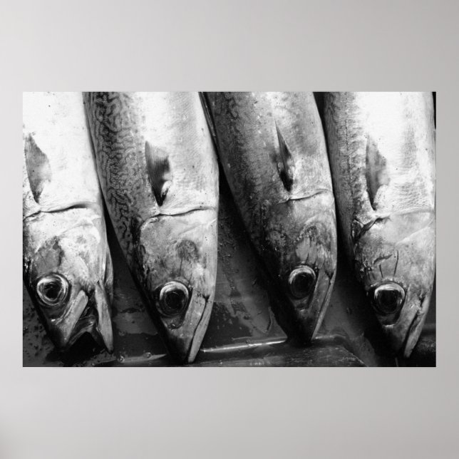 Fish closeup in black and white poster (Front)