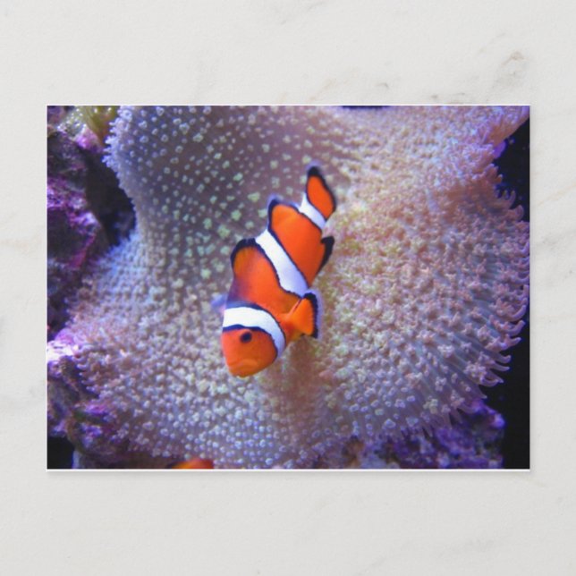 fish,clown fish postcard (Front)