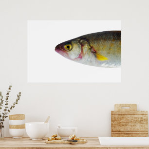 Fish design poster