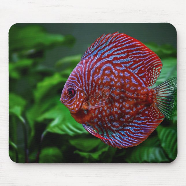 fish, discus, water mouse pad (Front)