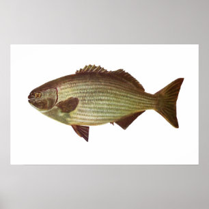 Fish - Drummer - Kyphosus sydneyanus Poster