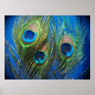 Fish Eye Peacock Still Life Poster