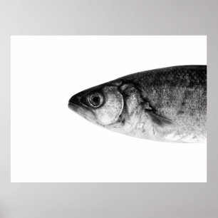 Fish, fine art poster