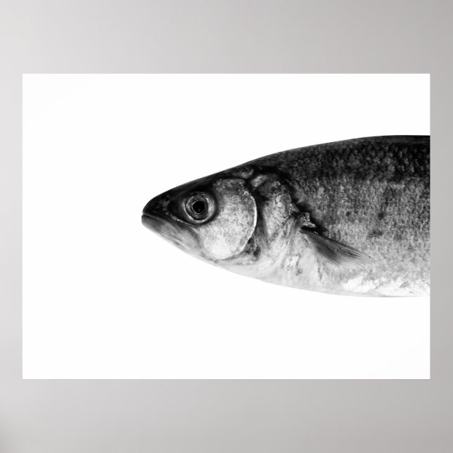 Fish, fine art poster (Front)