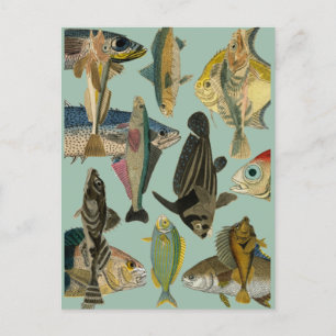 Fish Fisherman Tropical Fish Ocean Exotic Fishing Postcard
