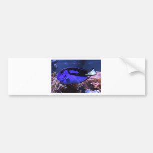 fish fishing sea custom personalise Anniversaries Bumper Sticker