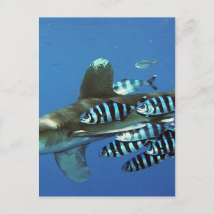 fish fishing sea custom personalise Anniversaries Postcard