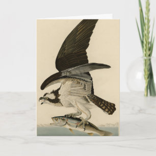 Fish Hawk, Osprey, from Audubon's Birds of America Card