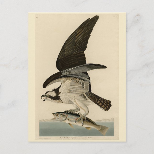 Fish Hawk, Osprey, from Audubon's Birds of America Postcard (Front)
