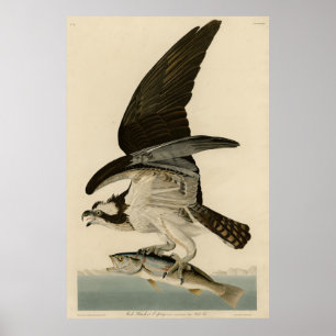 Fish Hawk, Osprey, from Audubon's Birds of America Poster