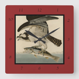 Fish Hawk, Osprey, from Audubon's Birds of America Square Wall Clock