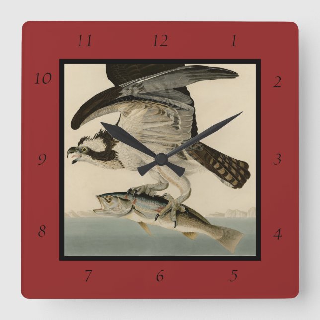 Fish Hawk, Osprey, from Audubon's Birds of America Square Wall Clock (Front)