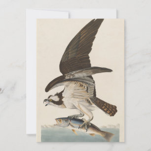 Fish hawk  Osprey Nature Invitation