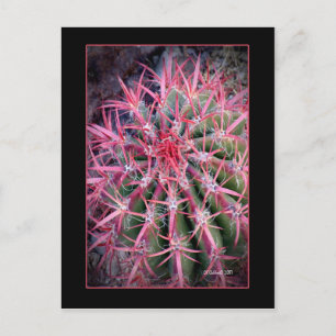 Fish Hook Postcard