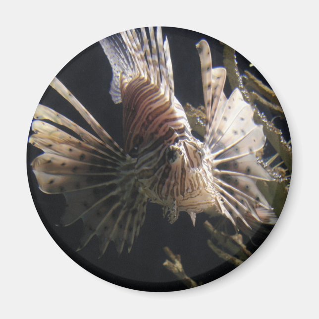 fish in depths of ocean magnet (Front)