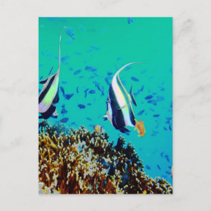 Fish in Fiji Waters Postcard