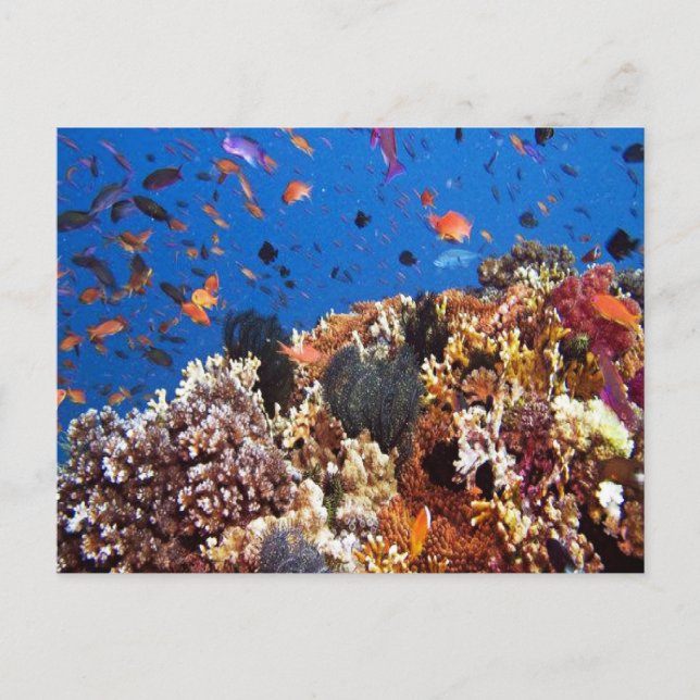 Fish in Fiji Waters Postcard (Front)