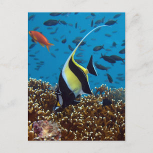Fish in Fiji Waters Postcard