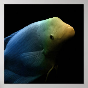 Fish in Tank - Art Photograph Poster
