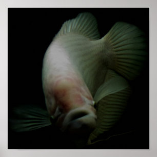 Fish in Tank Portrait Poster