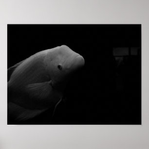 Fish in Tank Poster