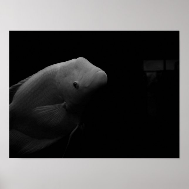Fish in Tank Poster (Front)