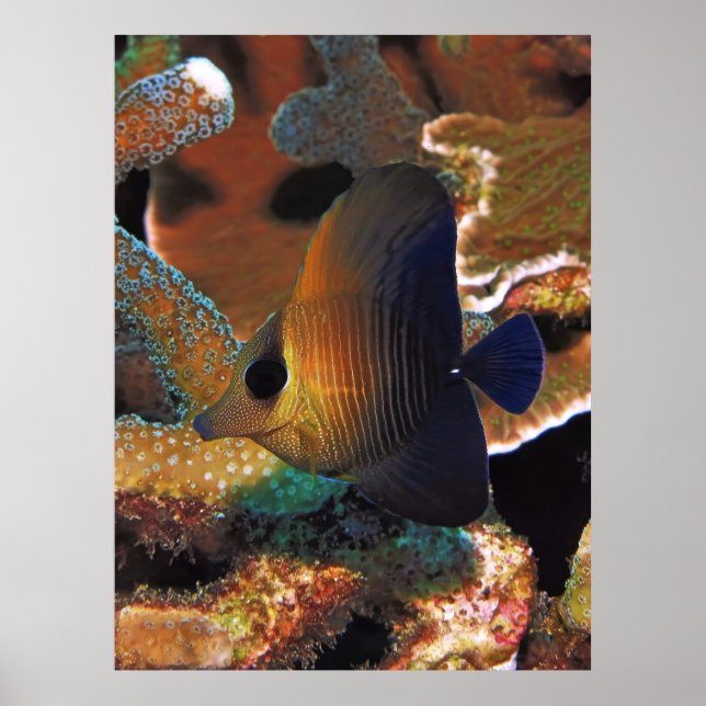 Fish in the Coral Poster (Front)