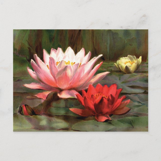 Fish in the Lily Pads - Postcard (Front)