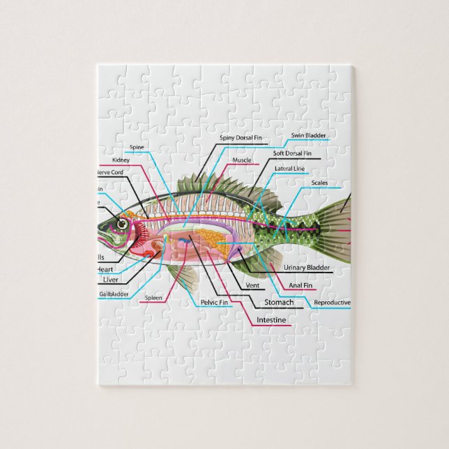 Fish internal organs Vector Art diagram Anatomy Jigsaw Puzzle (Vertical)