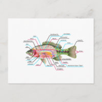 Fish internal organs Vector Art diagram Anatomy