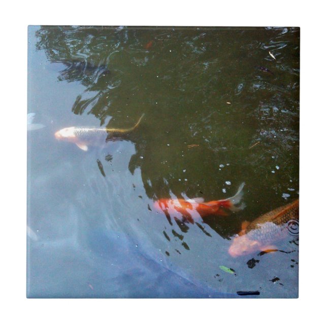 Fish, Koi Carps in pond Ceramic Tile (Front)